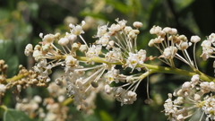 Ceanothus palmeri