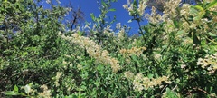 Ceanothus palmeri