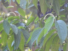 Myiopagis gaimardii