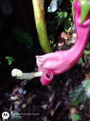 Centropogon cornutus