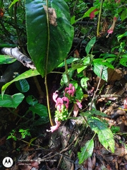 Centropogon cornutus