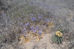 Ferocactus herrerae