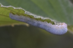 Monostegia abdominalis