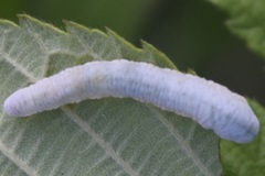 Monostegia abdominalis