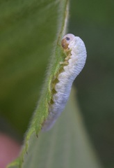 Monostegia abdominalis