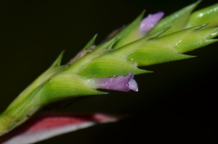 Aechmea pubescens