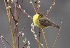 Palm Warbler photo 6
