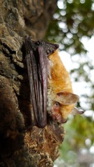 Myotis bocagii