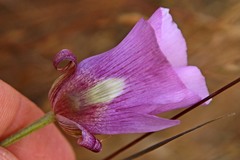 Calochortus argillosus