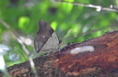 Archaeoprepona amphimachus pseudomeander