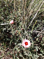 Pavonia cymbalaria