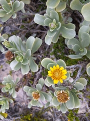 Borrichia arborescens