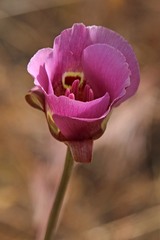 Calochortus argillosus