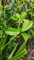 Strophanthus divaricatus
