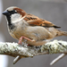 House Sparrow - Photo (c) Weston Barker, some rights reserved (CC BY-NC), uploaded by Weston Barker
