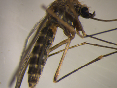 Culex pervigilans