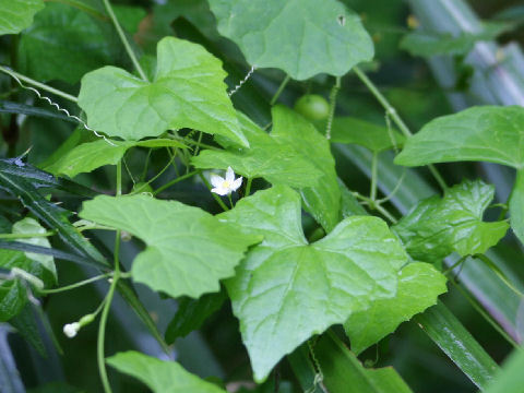 Zehneria indica