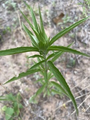 Monarda punctata