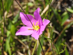 Sabatia grandiflora
