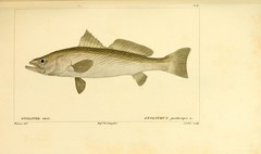 Striped Weakfish photo 3