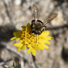 Andrena sola