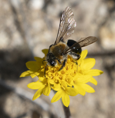 Andrena sola
