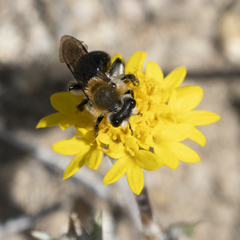 Andrena sola