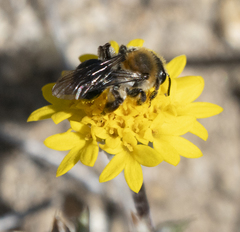 Andrena sola