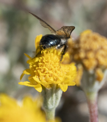 Andrena sola