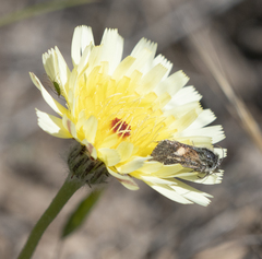 Heliolonche joaquinensis