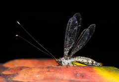 Ascalorphne macrocerca