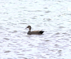 Anas acuta × Mareca strepera