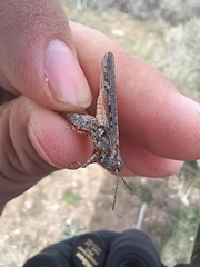 Psoloessa delicatula