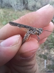 Psoloessa delicatula