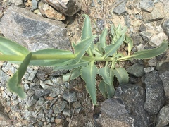 Penstemon rubicundus