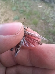 Psoloessa delicatula