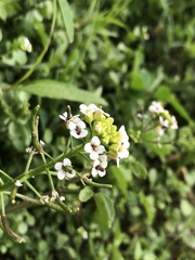 Nasturtium microphyllum