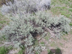 Artemisia tridentata tridentata
