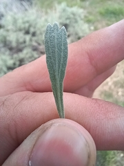 Artemisia tridentata tridentata