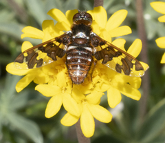 Exoprosopa caliptera