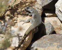 Liolaemus austromendocinus