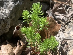Sedum pulchellum