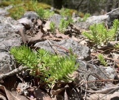 Sedum pulchellum
