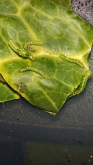 Autographa gamma