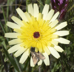 Heliolonche joaquinensis