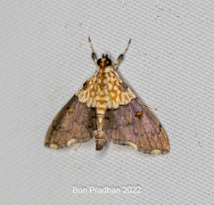 Agrotera basinotata