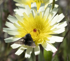 Heliolonche joaquinensis
