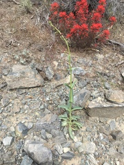 Penstemon rubicundus