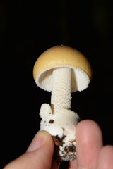 Amanita diemii