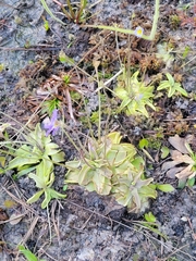 Pinguicula pumila